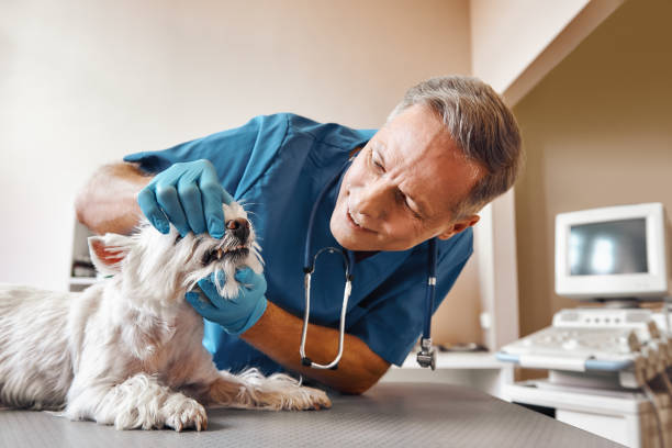Best Pediatric Emergency Dentist in Orting, WA